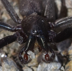Segestria florentina