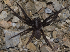 Segestria florentina