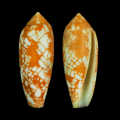 Conus michelcharlesi