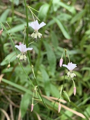 Arthropodium milleflorum