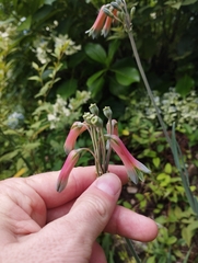 Alstroemeria isabellana