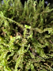 Plagiochila