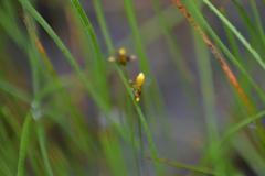 Xyris difformis