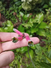 Alstroemeria isabellana
