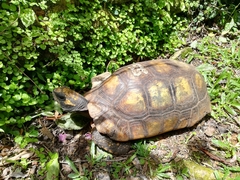 Chelonoidis denticulatus