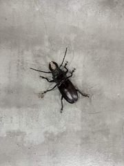 Mallodon chevrolatii