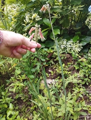 Alstroemeria isabellana