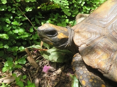 Chelonoidis denticulatus
