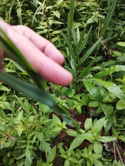 Alstroemeria isabellana