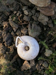 Helicodonta angigyra