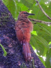 Dendrocolaptes sanctithomae