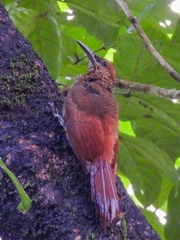 Dendrocolaptes sanctithomae