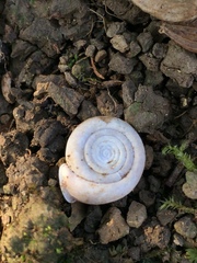 Helicodonta angigyra