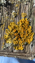 Xanthoria parietina