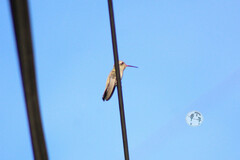 Phaeoptila sordida