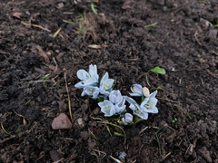 Scilla mischtschenkoana