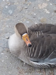 Anser anser domesticus × anser cygnoides domesticus