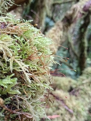 Pseudisothecium myosuroides