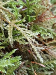 Pseudisothecium myosuroides