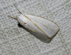 Cryptophasa flavolineata