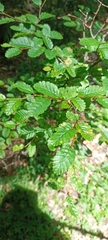 Nothofagus pumilio