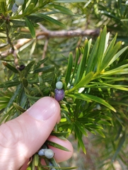 Podocarpus lambertii