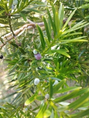 Podocarpus lambertii