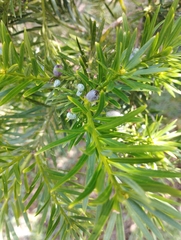 Podocarpus lambertii