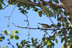 Leiothlypis virginiae