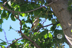 Leiothlypis virginiae