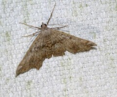 Dissomorphia australiaria