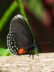 Eumaeus godartii