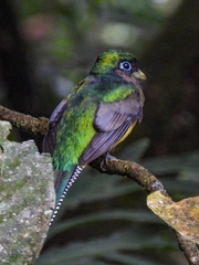 Trogon rufus image