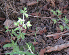 Veronica biloba