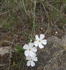 Phlox longifolia
