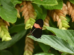 Heliconius melpomene flagrans