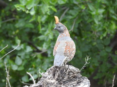 Callipepla douglasii