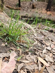 Microlaena stipoides