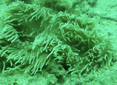 Entacmaea quadricolor