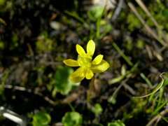 Ranunculus lapponicus