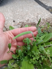 Plantago virginica