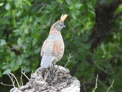 Callipepla douglasii