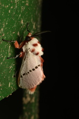 Trosia nigropunctigera