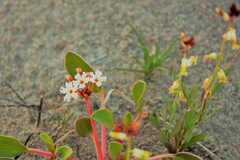 Streptanthus longirostris