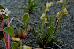 Streptanthus longirostris