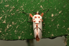 Trosia nigropunctigera