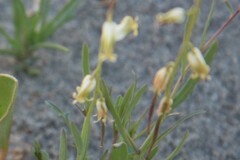 Streptanthus longirostris