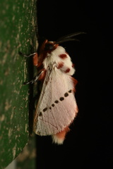 Trosia nigropunctigera