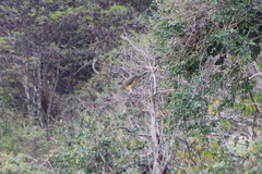 Ortalis poliocephala