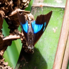 Archaeoprepona demophon